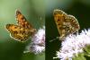 Melitaea athalia celadussa